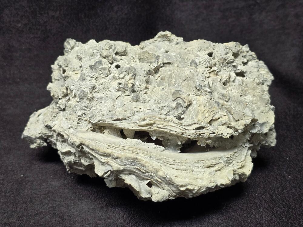 Clam Oyster Shell Cluster Coquina Matrix Bivalve Fossil Rock Ocean Coastal Decor